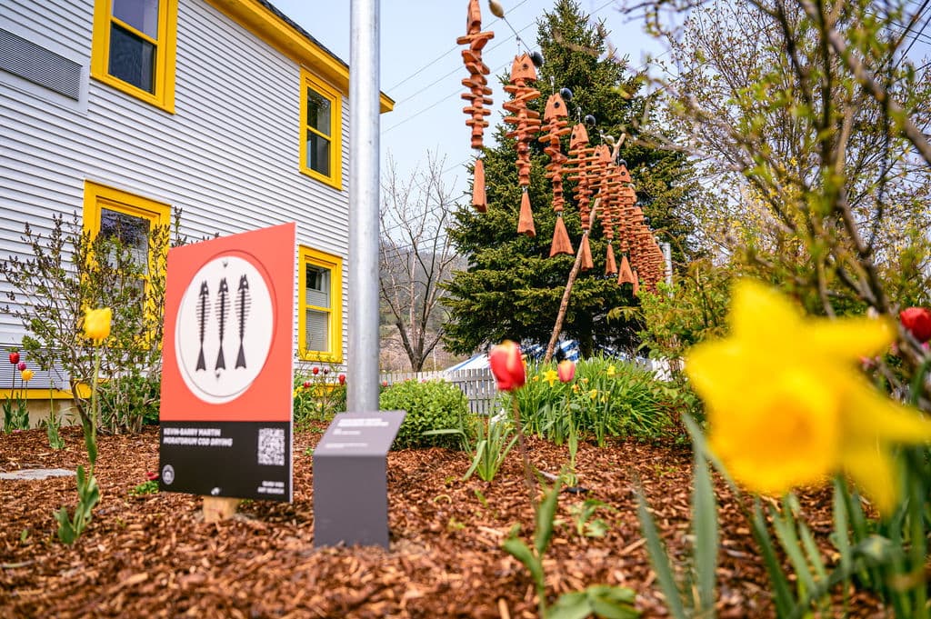 Moratorium cod fish drying